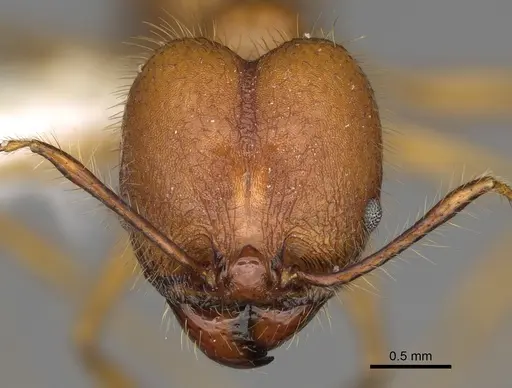 Pheidole savegre - CASENT0646339