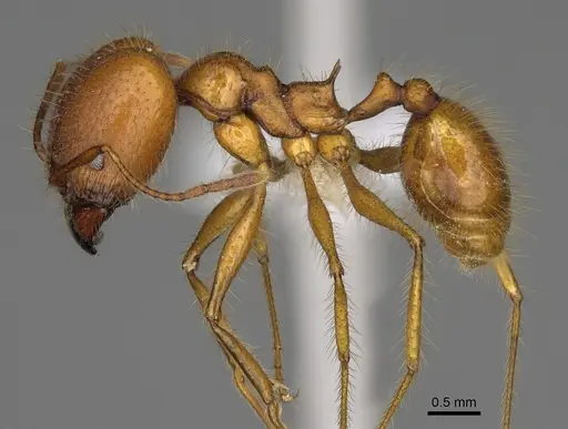 Pheidole savegre - CASENT0646339