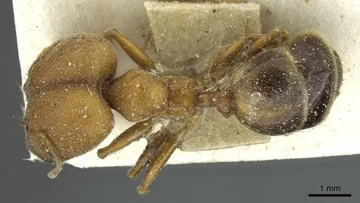 Pheidole saxicola specimen