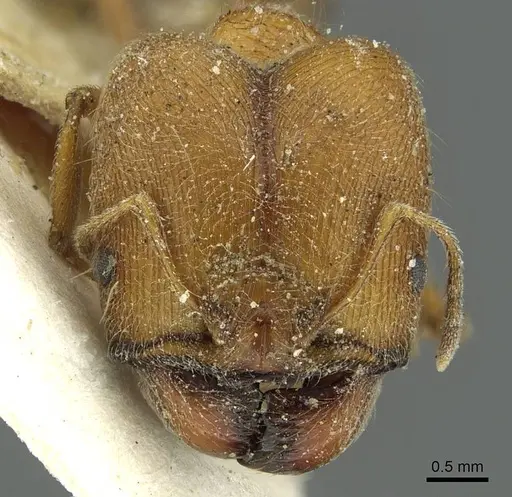 Pheidole saxicola specimen