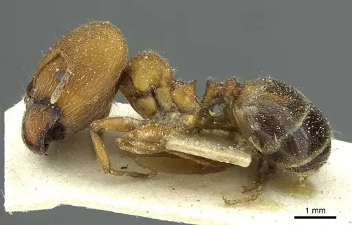 Pheidole saxicola specimen