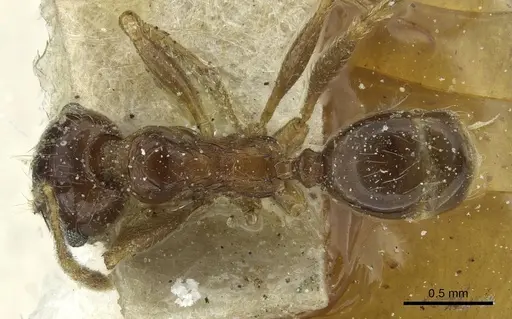 Pheidole saxicola - CASENT0913431