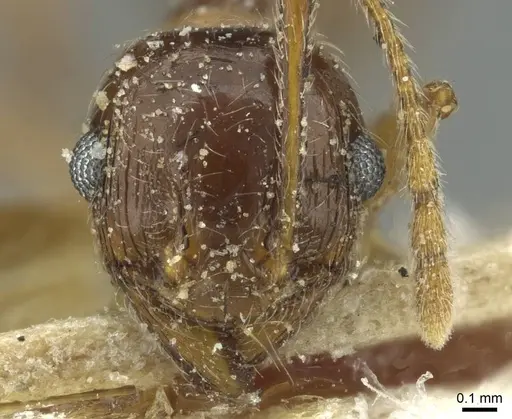Pheidole saxicola - CASENT0913431