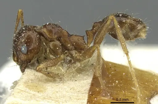 Pheidole saxicola - CASENT0913431