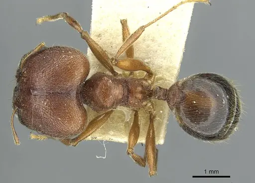 Pheidole saxicola - RMCAENT000017750