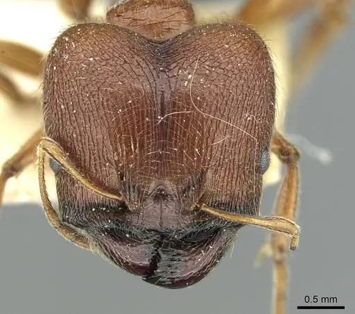 Pheidole saxicola - RMCAENT000017750