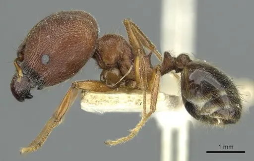 Pheidole saxicola - RMCAENT000017750