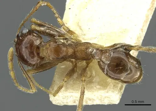 Pheidole saxicola - RMCAENT000017751