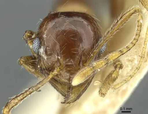 Pheidole saxicola - RMCAENT000017751