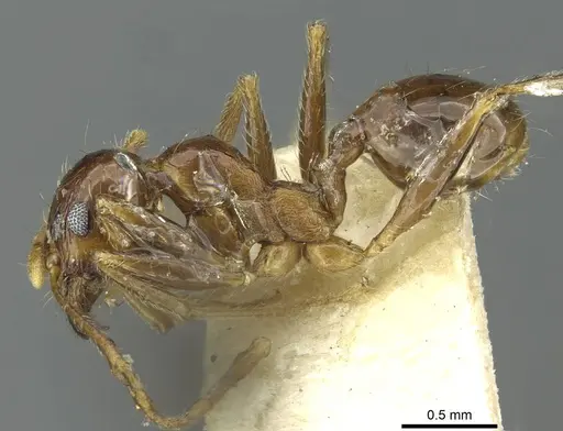 Pheidole saxicola - RMCAENT000017751