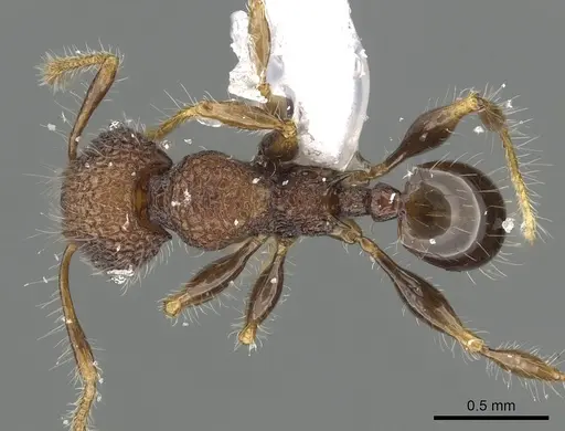 Pheidole sayapensis specimen