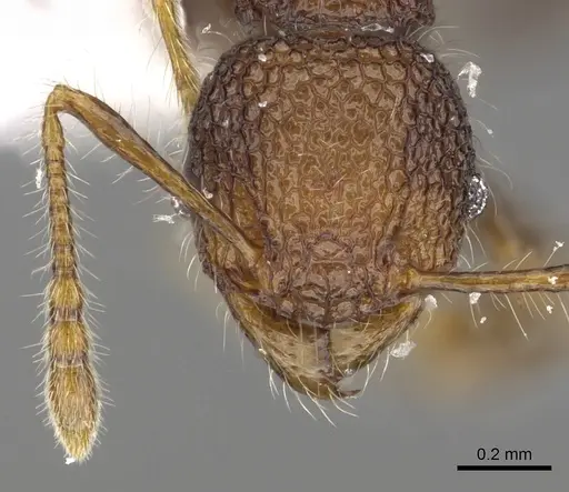Pheidole sayapensis specimen