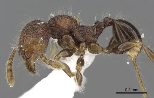 Pheidole sayapensis specimen