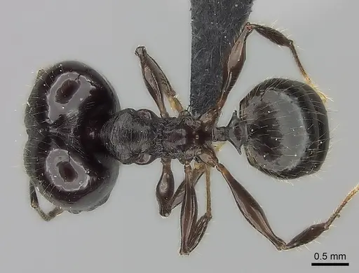 Pheidole scabrata specimen