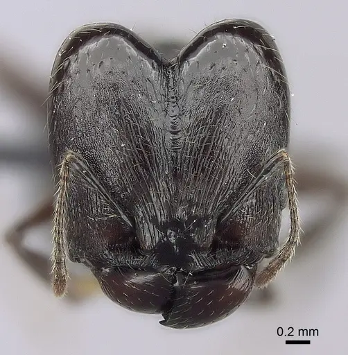 Pheidole scabrata specimen