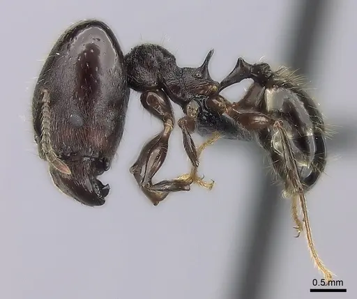 Pheidole scabrata specimen
