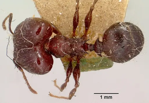 Pheidole scabrata - CASENT0101695