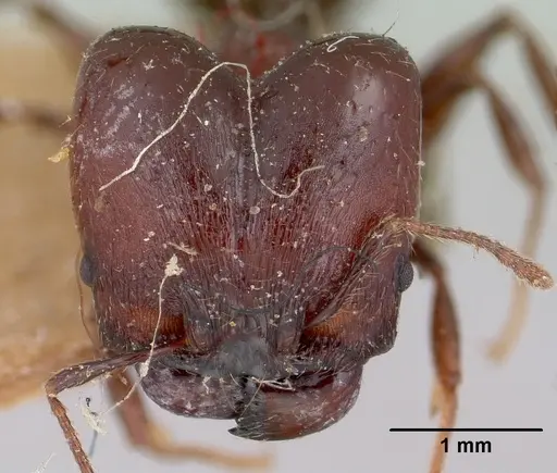 Pheidole scabrata - CASENT0101695