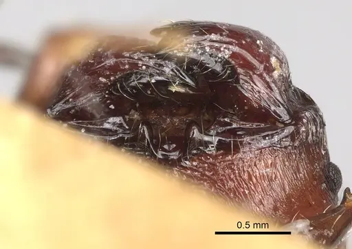 Pheidole scabrata - CASENT0101695