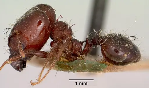 Pheidole scabrata - CASENT0101695