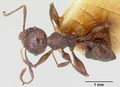 Pheidole scabrata - CASENT0101869