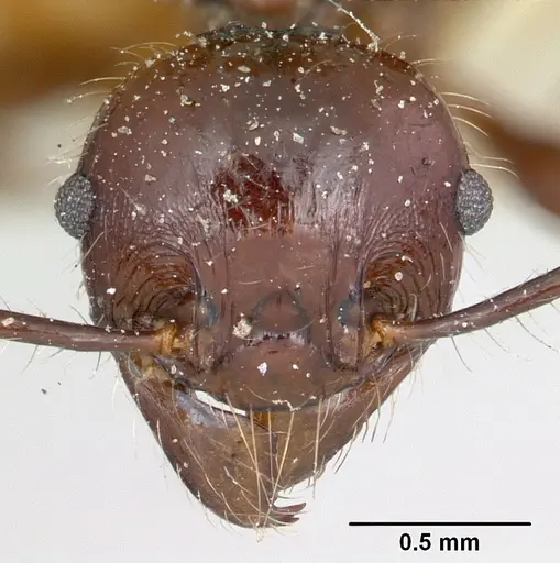 Pheidole scabrata - CASENT0101869
