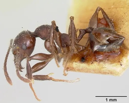 Pheidole scabrata - CASENT0101869