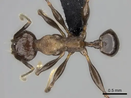Pheidole scabrata - CASENT0135100
