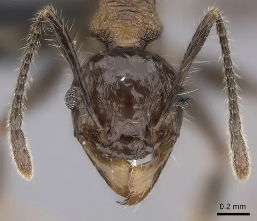 Pheidole scabrata - CASENT0135100