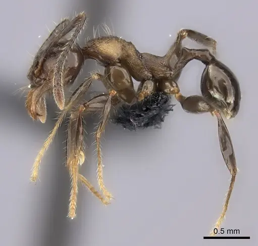 Pheidole scabrata - CASENT0135100
