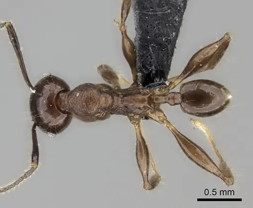 Pheidole scabrata - CASENT0198767