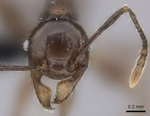 Pheidole scabrata - CASENT0198767