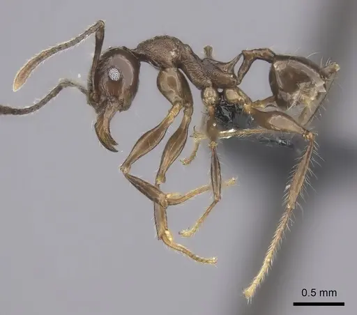 Pheidole scabrata - CASENT0198767