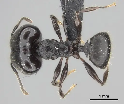 Pheidole scabrata - CASENT0235126
