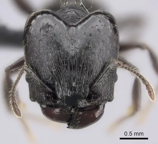 Pheidole scabrata - CASENT0235126