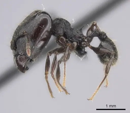 Pheidole scabrata - CASENT0235126