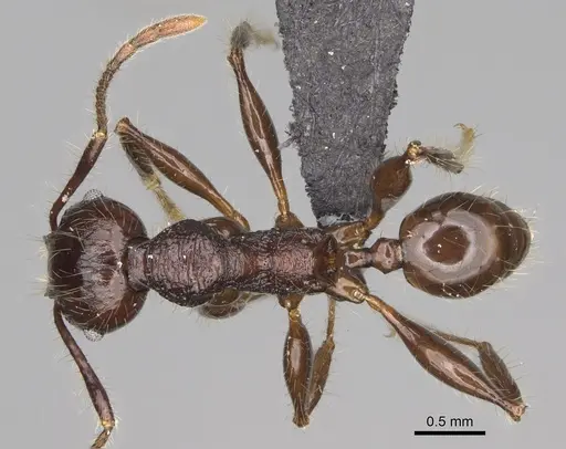 Pheidole scabrata - CASENT0496745