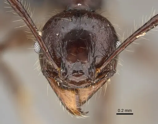 Pheidole scabrata - CASENT0496745