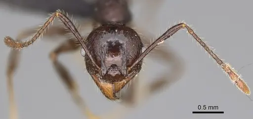 Pheidole scabrata - CASENT0496745