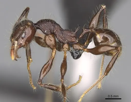 Pheidole scabrata - CASENT0496745