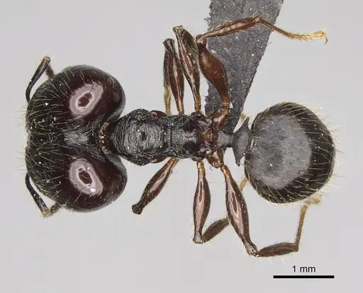 Pheidole scabrata - CASENT0496747