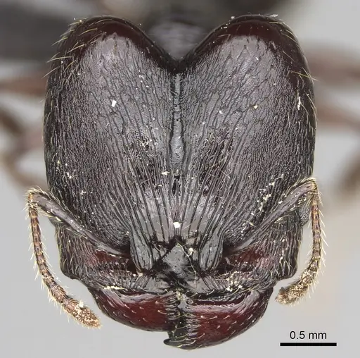 Pheidole scabrata - CASENT0496747
