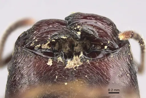 Pheidole scabrata - CASENT0496747