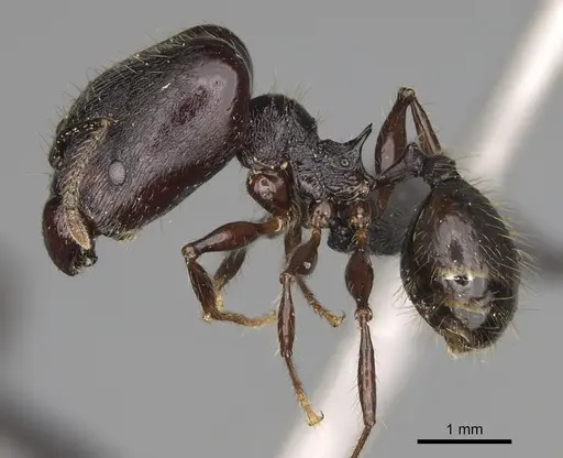 Pheidole scabrata - CASENT0496747