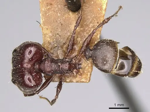 Pheidole scabrata - CASENT0923189