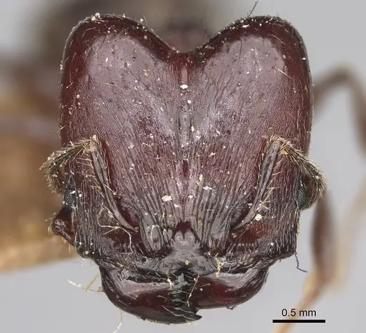 Pheidole scabrata - CASENT0923189