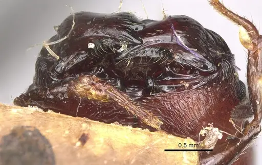 Pheidole scabrata - CASENT0923189