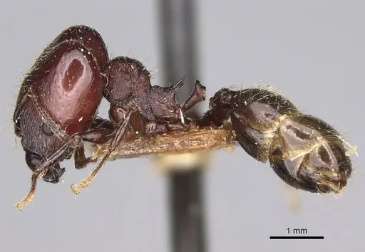 Pheidole scabrata - CASENT0923189