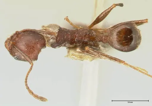 Pheidole scabriuscula specimen