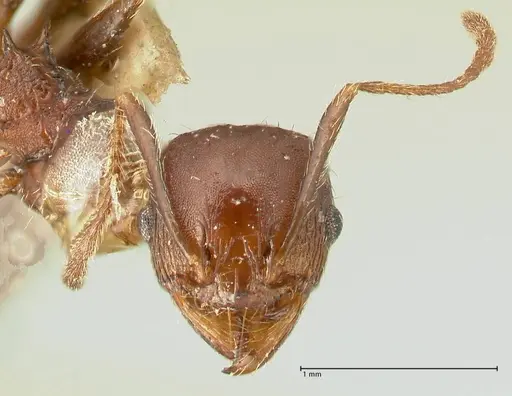 Pheidole scabriuscula specimen